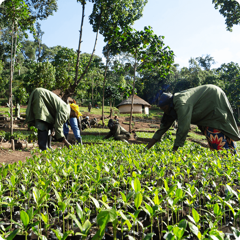 Voordelen voor de planeet